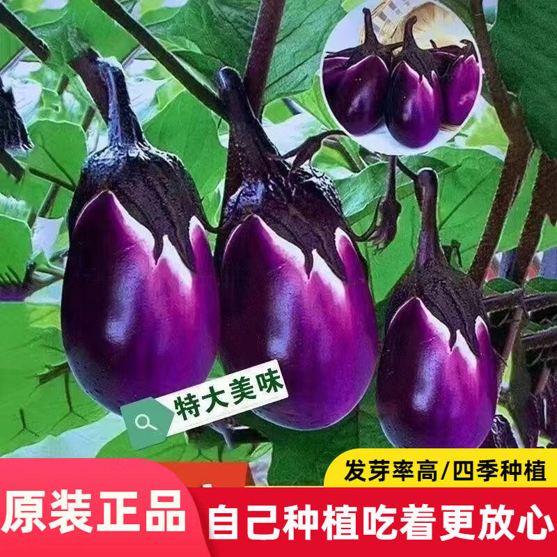 紫罐茄子种子特大牛心茄蔬菜种孑农家盆栽高产春秋季菜瓜种籽