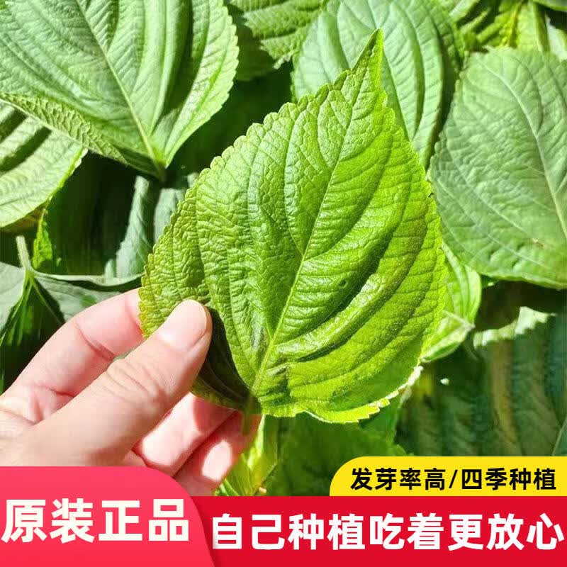 绿苏子种子苏子叶种籽子东北可食用春秋种植蔬菜种孑