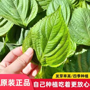 绿苏子种子苏子叶种籽子东北可食用春秋种植蔬菜种孑