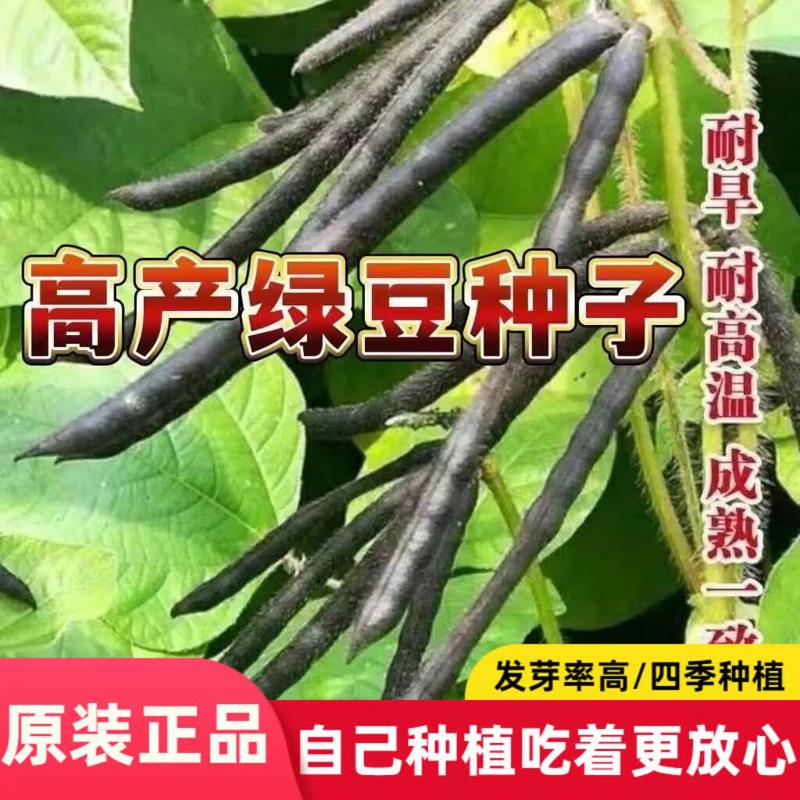绿豆种子种子大全家种早熟耐热秋季蔬菜种子大号
