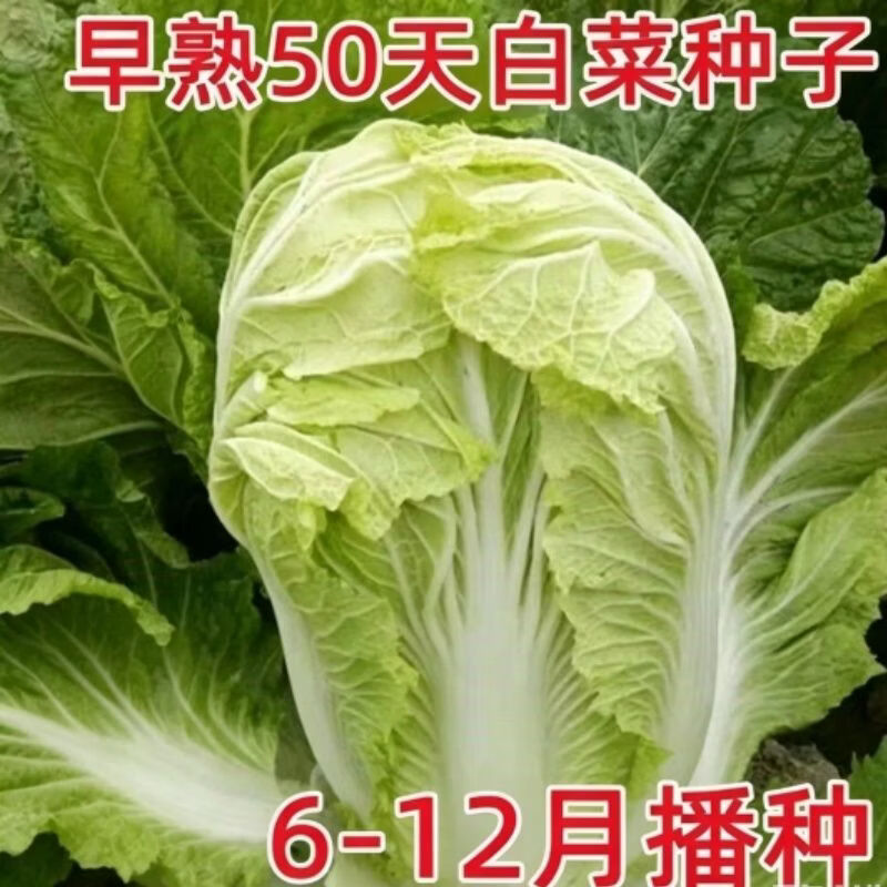 早熟五号包心白菜种子甜脆新鲜5号大白菜种农家自种白菜