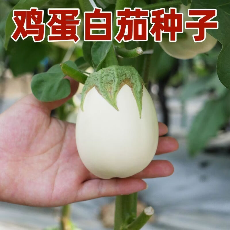 鸡蛋茄种子四季菜种小茄子种子春季蔬菜种子白色圆茄阳台冬季菜籽