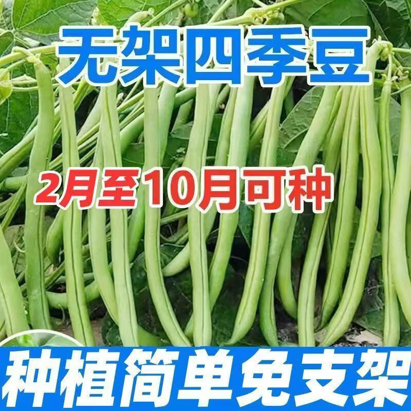 今年新种无架四季豆种子无筋地豆可以盆栽的矮生不搭架蔬菜新种子