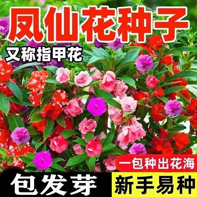 四季播种凤仙花种子指甲花七彩凤仙花四季庭院阳台盆栽花卉种子
