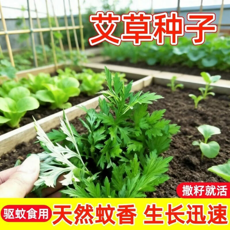 食用艾草种子泡澡艾叶香草食用青团香四季播驱蚊阳台盆栽种子大全