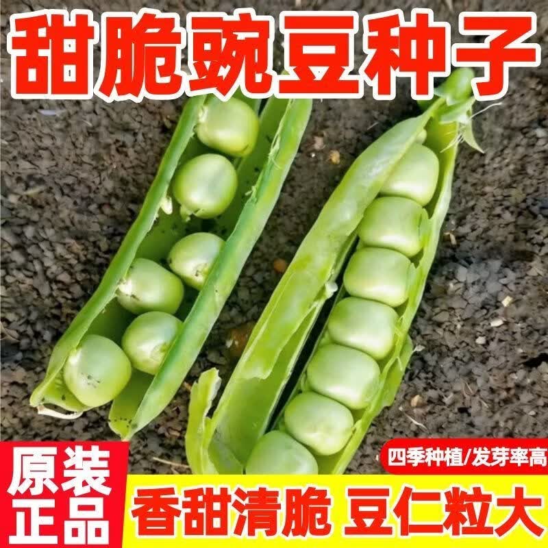 甜脆豌豆种子四季高产可生吃青豌豆苗尖种豌豆荷兰豆新鲜蔬菜种孑