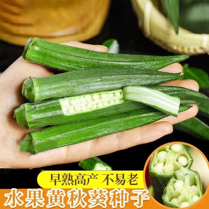 新种子绿秋葵种籽四季播高产黄秋葵籽农家阳台庭院蔬菜种子