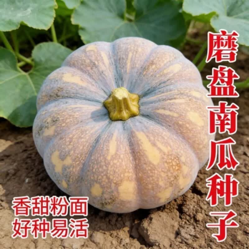 磨盘大南瓜种子巨型特甜面大南瓜种籽高产味甜面高产南瓜蔬菜种