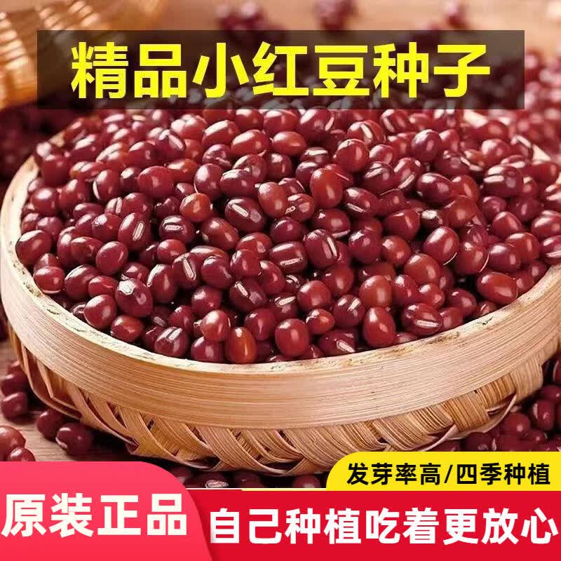 红豆绿豆种子红小豆种子不爬藤红豆种籽种子大全