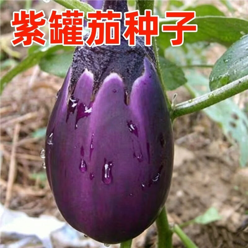 紫罐茄子种子特大牛心茄蔬菜种孑农家盆栽高产春秋季四季菜瓜种籽