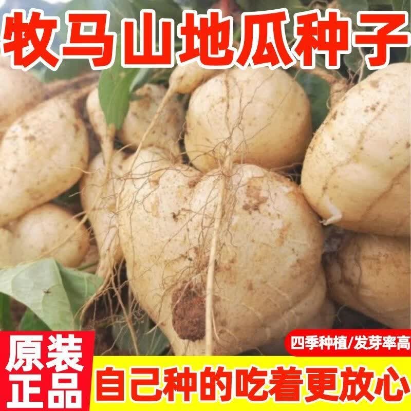 牧马山地瓜种子四季蔬菜种籽水果凉薯特大香甜早熟白番薯沙葛土瓜