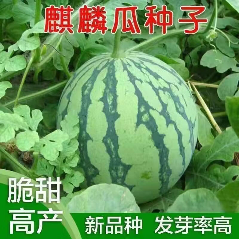 西瓜种子8424麒麟西瓜薄皮超甜早熟高产冰糖无籽种子特大蔬菜种子