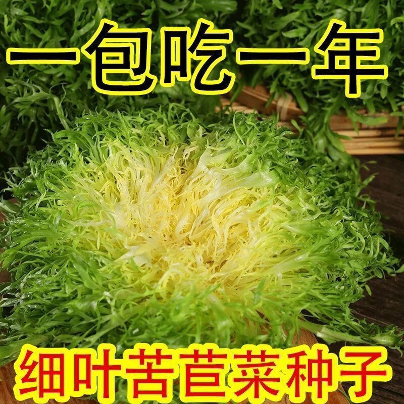 【百分百新种】苦菊种子四季蔬菜种子阳台苦苣菜种子室内盆栽菜籽