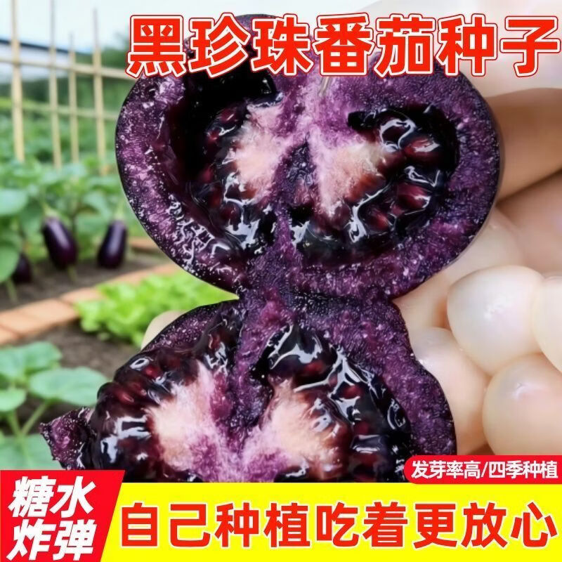 黑珍珠番茄种子番茄种籽西红柿种子阳台庭院盆栽水果四季蔬菜种孑