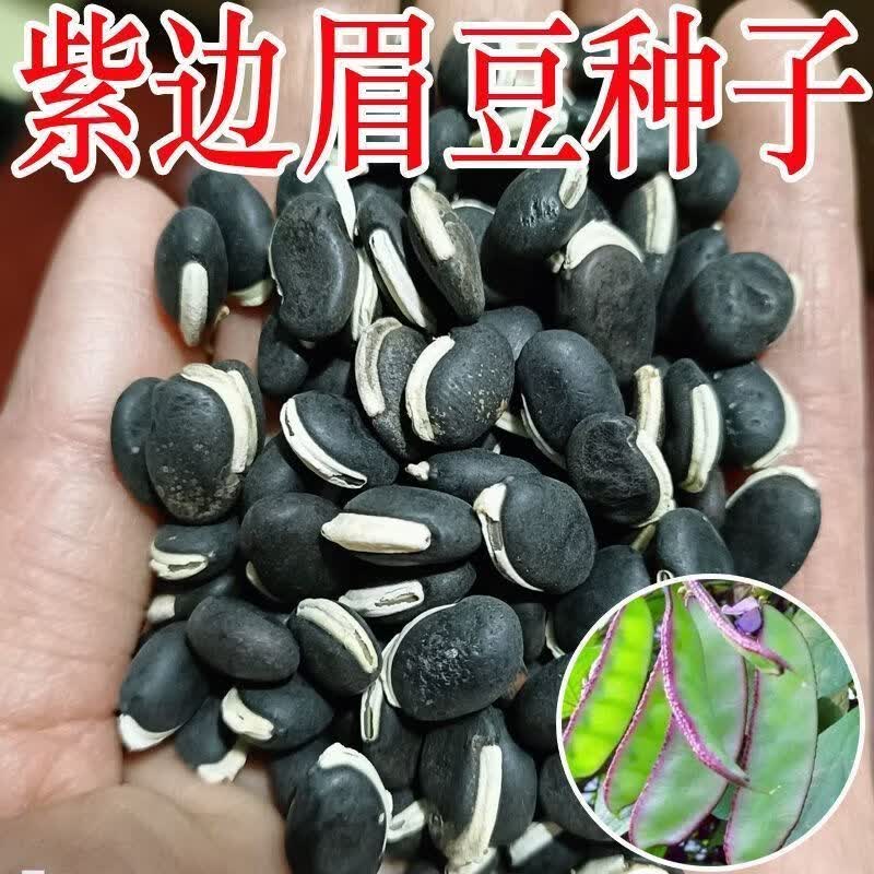 【紫边眉豆种子】猪耳朵红边扁豆加肥四季老品种早熟眉豆种子大全