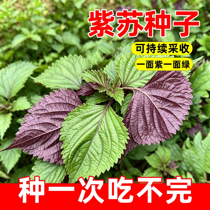 四季食用紫苏种子大叶紫苏种子双面紫苏菜秋冬季庭院阳台蔬菜种子