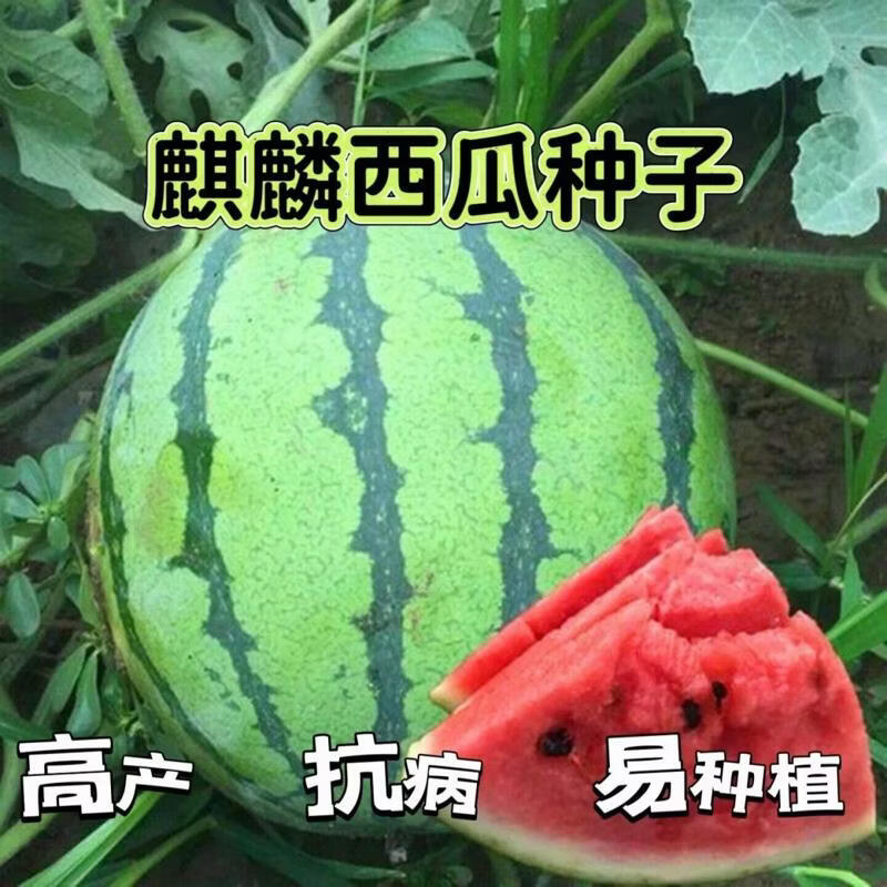 高产抗病麒麟西瓜种子无籽特大高产易种植南方四季蔬菜水果种籽