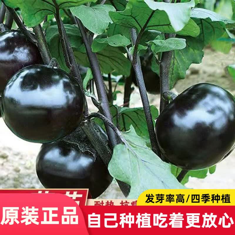 二苠茄种子特大特黑耐盐碱耐高温茄子种籽圆茄高产秋蔬菜种孑