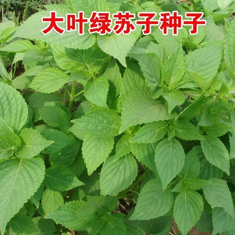 大叶绿苏子种子紫苏菜籽可食用蔬菜麻桂荏香草香料阳台可盆栽庭院
