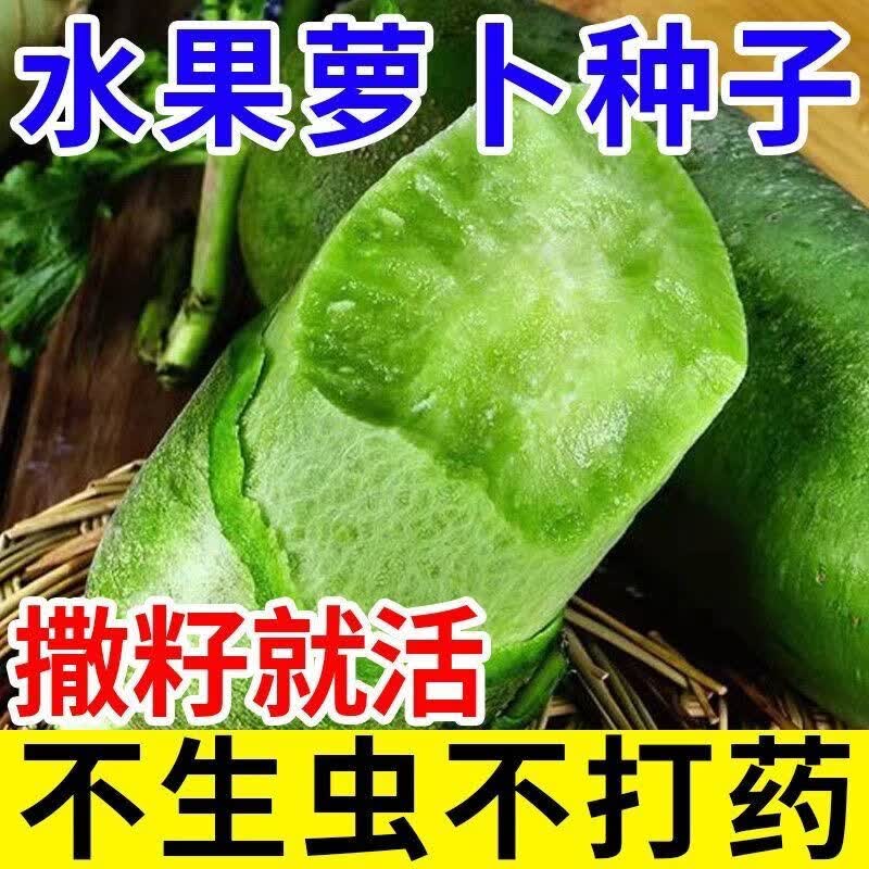 正宗冰糖水果萝卜子青皮冰糖萝卜籽口感脆甜农家沙窝蔬菜种子