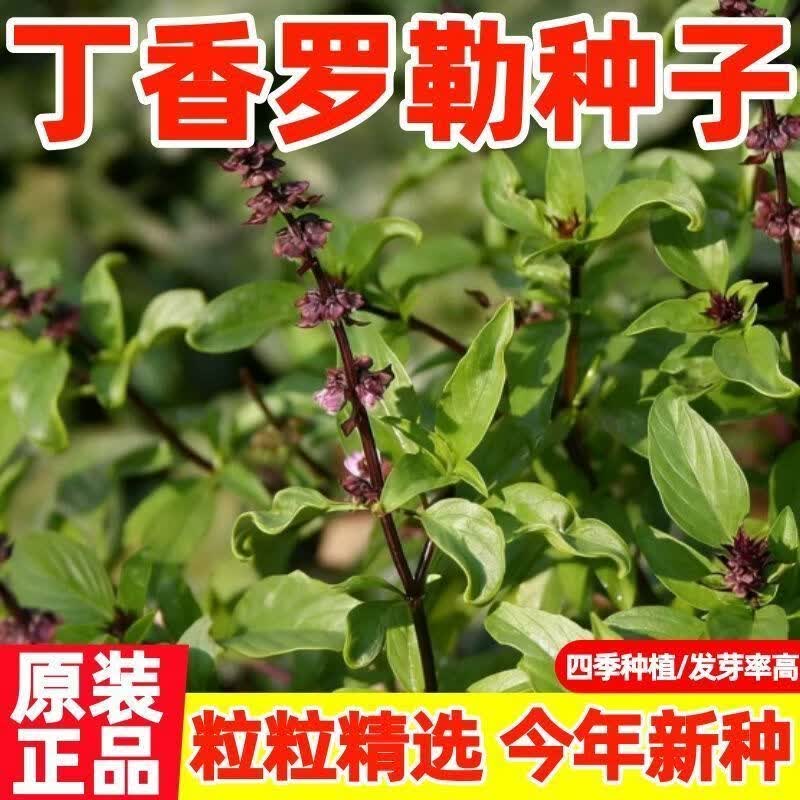 丁香罗勒种子九层塔臭草兰香丁香味浓速生易种阳台庭院调味香草籽