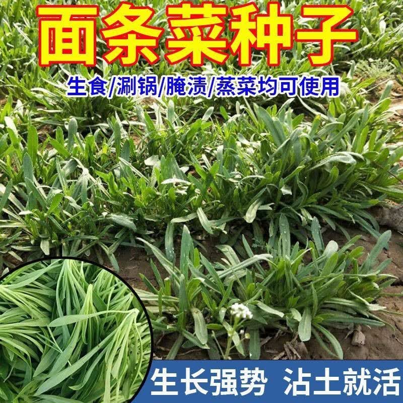 野生面条菜种子四季播种农家野菜籽面条菜种子蔬菜种子各种菜种子