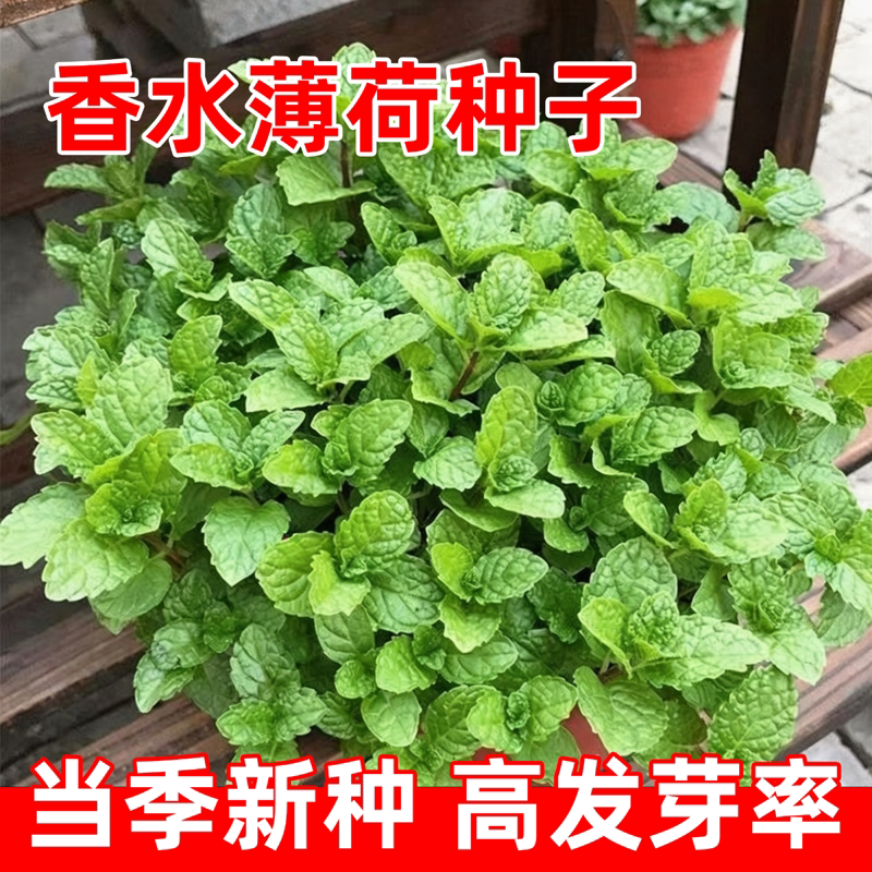 薄荷种籽子可食用四季种植盆栽猫薄荷种子阳台植物蔬菜种孑花种子