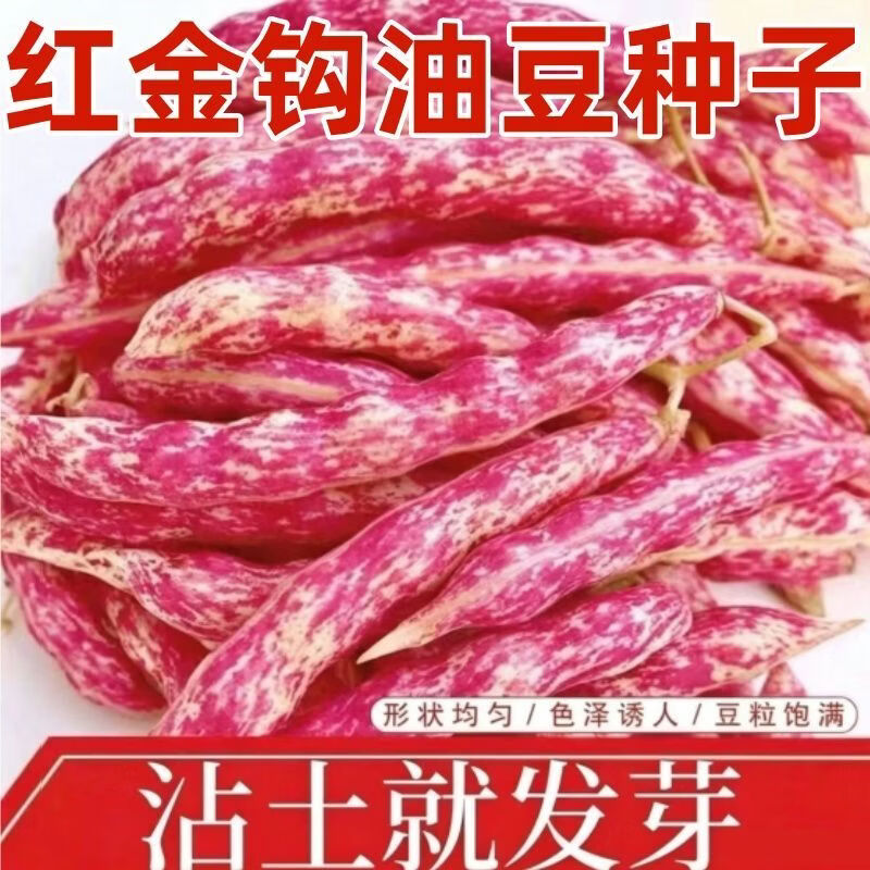 可秋播红金钩豆角原种红金钩种子红金钩无筋无柴蔬菜种子大全南方