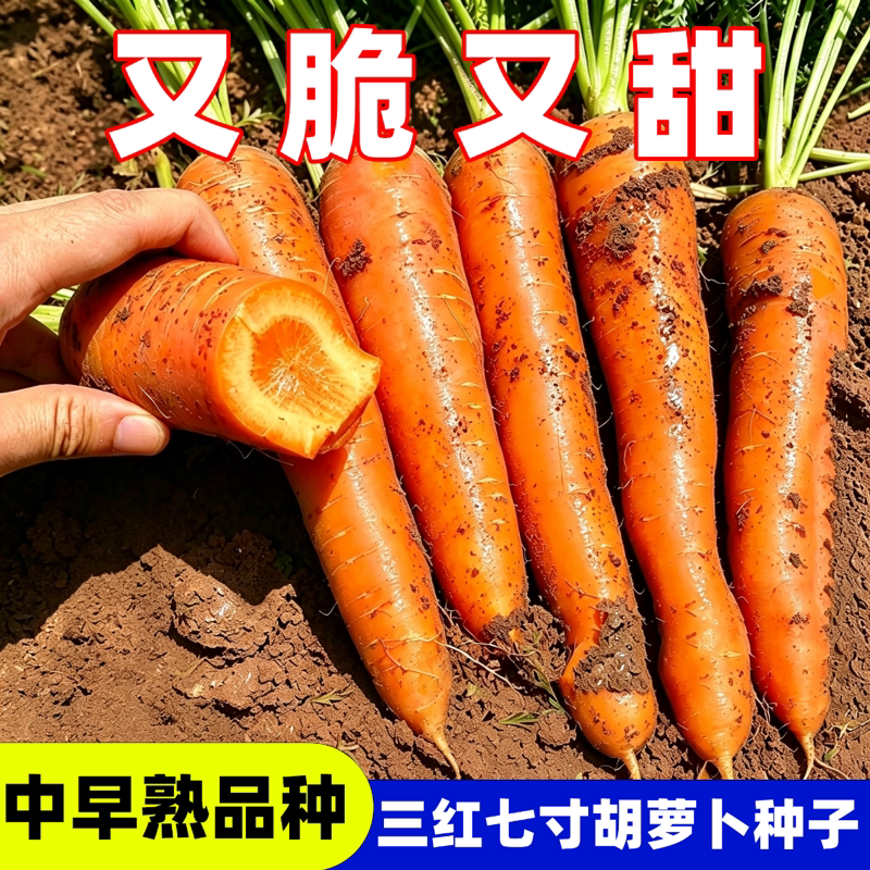 甜脆三红七寸参胡萝卜种子非转基因红心胡萝卜种子秋季蔬菜种子