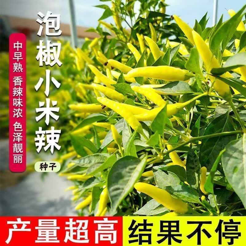 新品种黄玉小米辣椒种子可腌泡椒特辣大白野山椒种子四季蔬菜种子