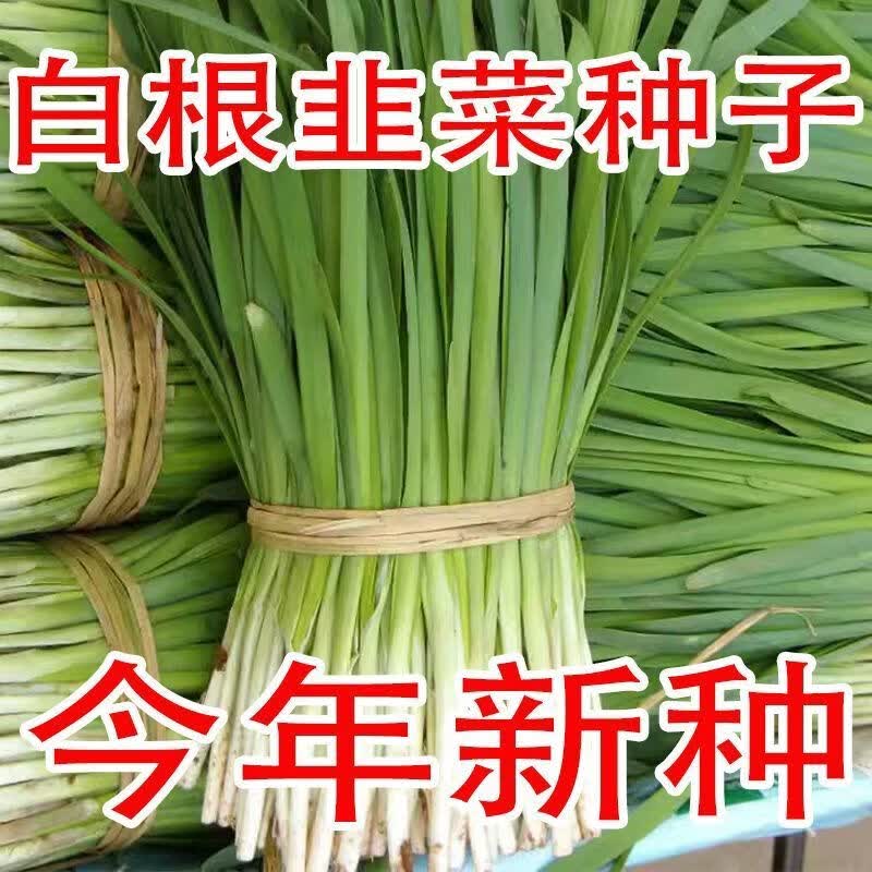 白根韭菜种子韭菜种籽阳台盆栽庭院大田农作物种子简单易种好活