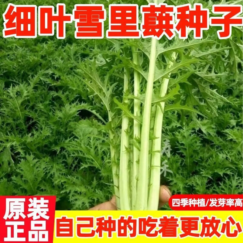 正宗细叶雪里蕻种子一年四季细叶雪里红农家高产咸菜蔬菜种子