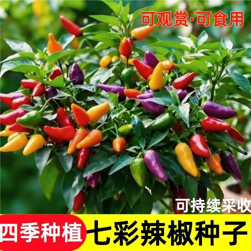 七彩辣椒种子春季四季播七彩椒朝天椒种子阳台盆栽地栽高产辣椒种