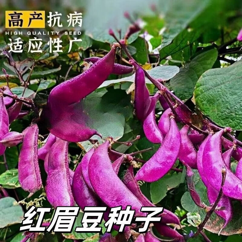 紫红眉豆种子摘不败猪耳朵红扁眉豆种子高产爬藤春秋高产蔬菜种子