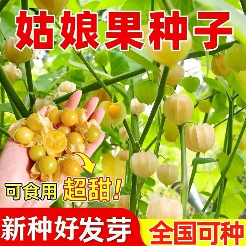 正宗【黄姑娘种子】阳台盆栽室内东北灯笼果种子四季稀有种子