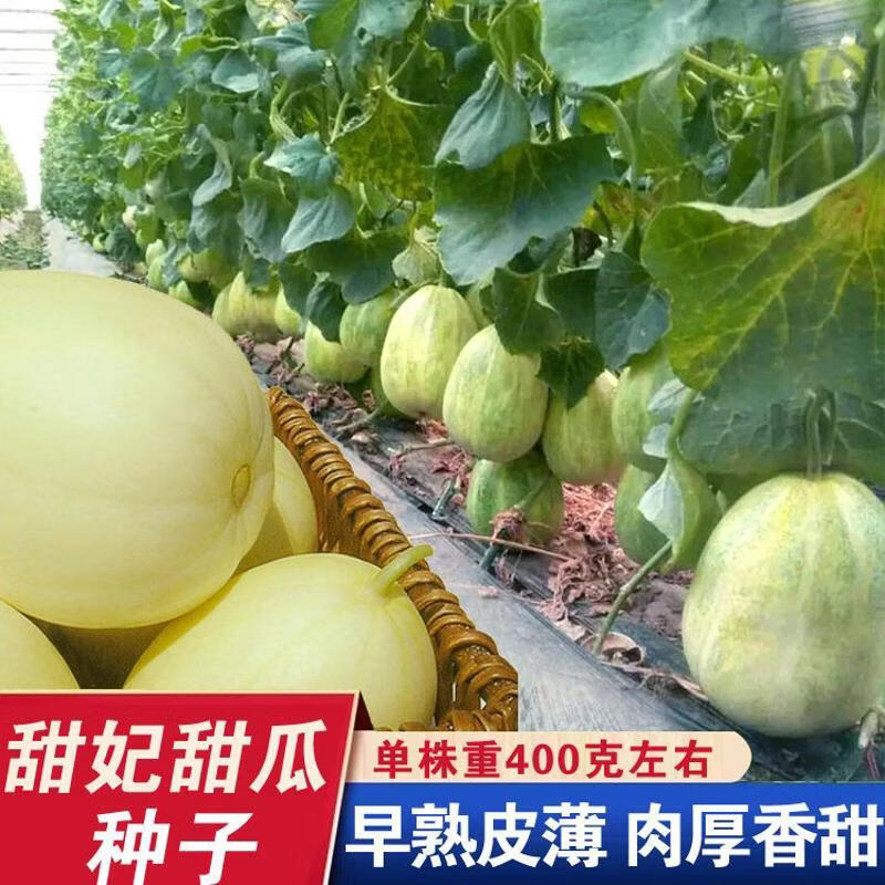 甜妃甜瓜种子东北香瓜甜妃种籽薄皮高糖四季播阳台基地播水果种子