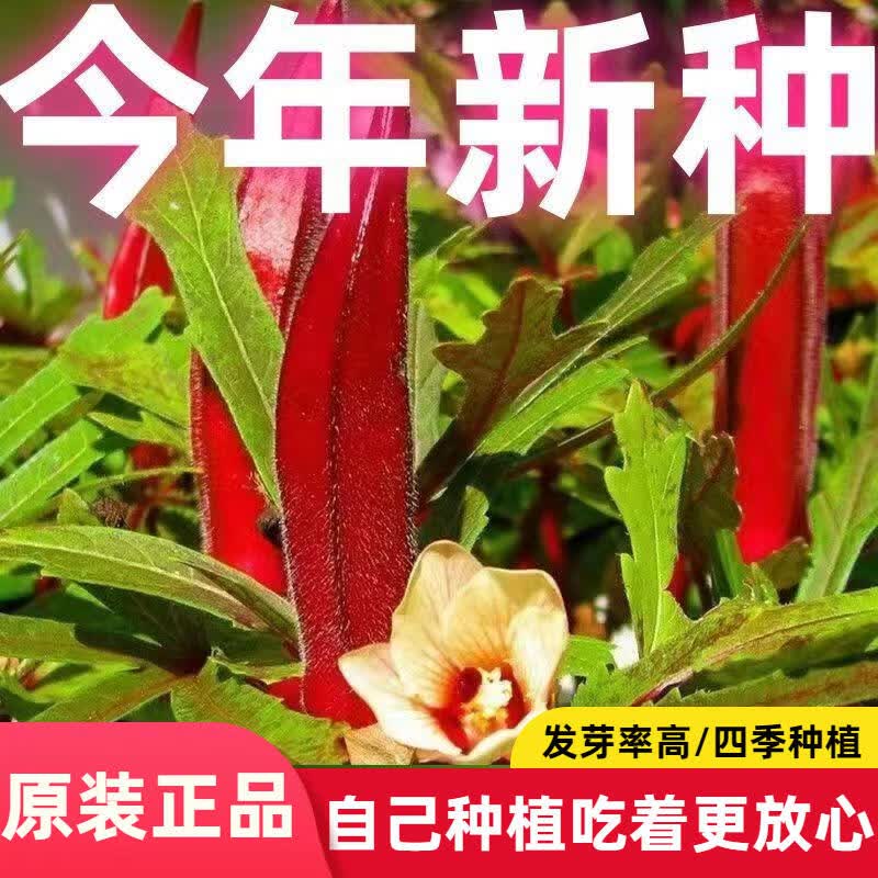 红秋葵种子种植秋葵种籽营养蔬菜种子不易老可生吃的蔬菜种子