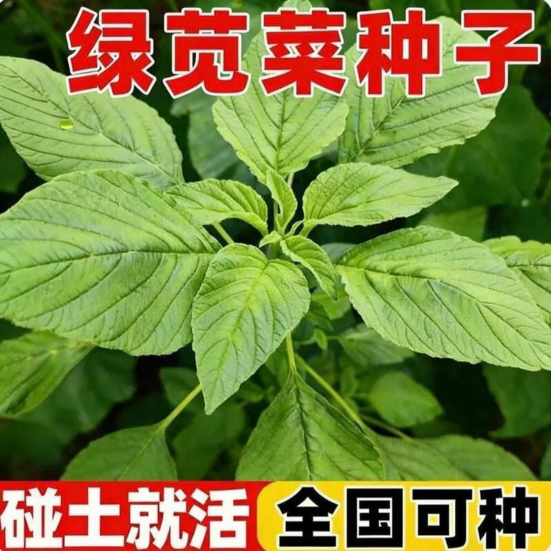 野苋菜种子苋菜种籽大叶苋菜种子苋菜种孑绿苋菜种子大圆叶野菜子
