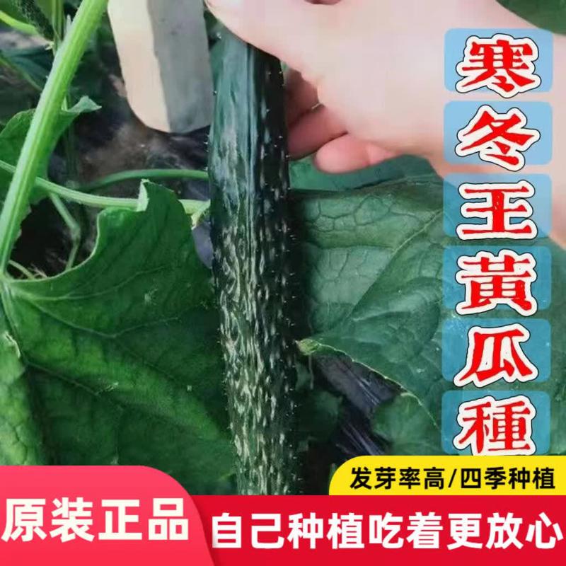 寒冬王黄瓜种子夏秋阳台盆栽田园绿肉黄瓜种子大全蔬菜种子