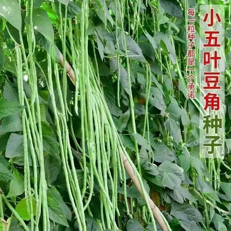 摘不败小五叶干枝梅特长豆角种子高产早熟春秋豇豆角种籽蔬菜种子