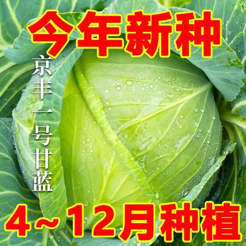 特大包心菜种子京丰一号甘蓝种子中熟蔬菜种子一代杂交甘蓝种子
