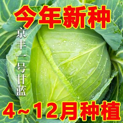 特大包心菜种子京丰一号甘蓝种子中熟蔬菜种子一代杂交甘蓝种子