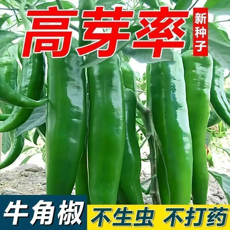 特大牛角椒种子青皮大果青椒阳台庭院辣椒种籽微辣高产蔬菜种子