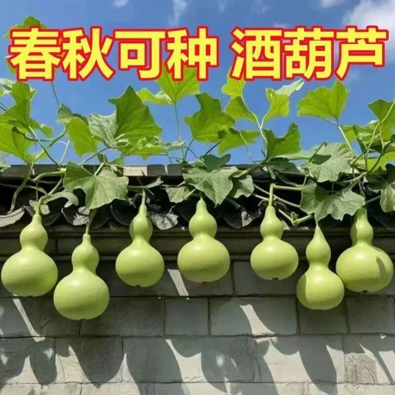 新品酒仙宝葫芦种子超大葫芦种籽蔬菜种子阳台庭院蔬菜种子新种