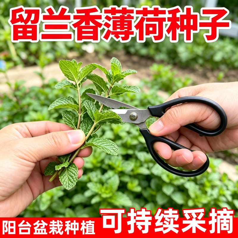 可食用种子留兰香柠檬苗播种室内阳台盆栽花种籽子