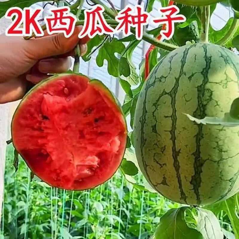 正宗2k西瓜种子薄皮脆甜正宗麒麟西瓜小糖丸西瓜种子四季水果种子