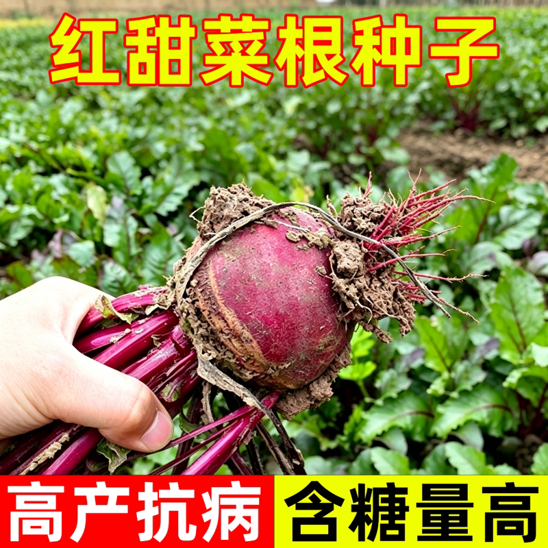 甜菜根种子紫菜头春秋播种高产甜菜种子含糖高四季蔬菜种籽红甜菜