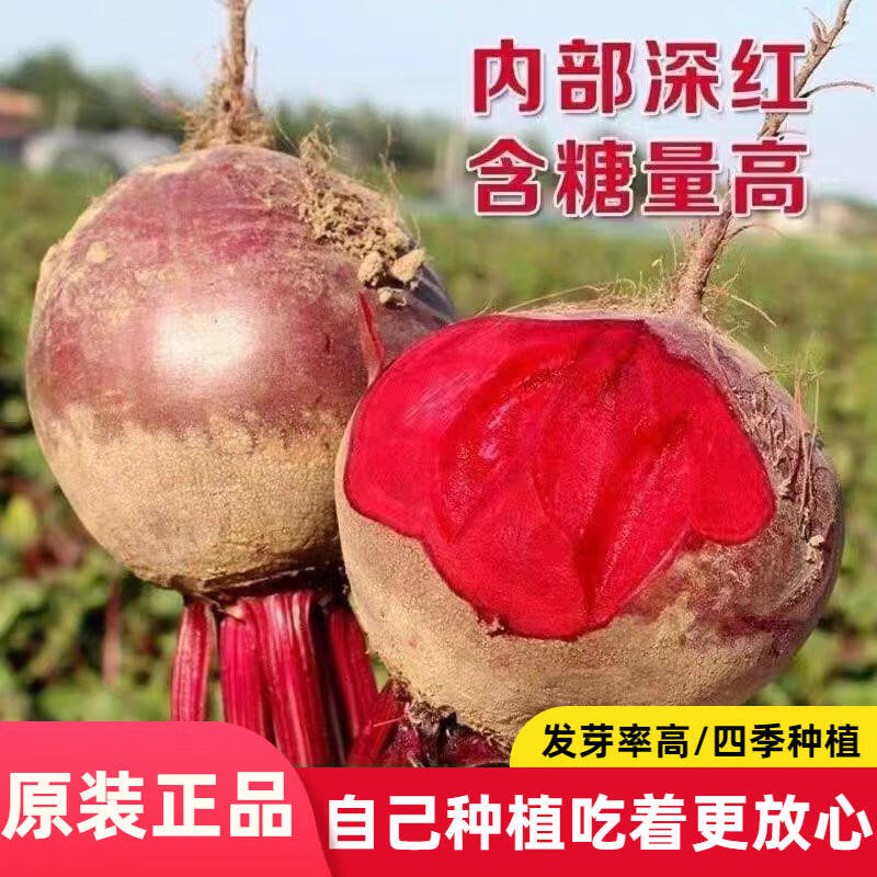 红甜菜头种子紫菜头高产水培高产甜菜萝卜种子阳台甜萝卜甜脆