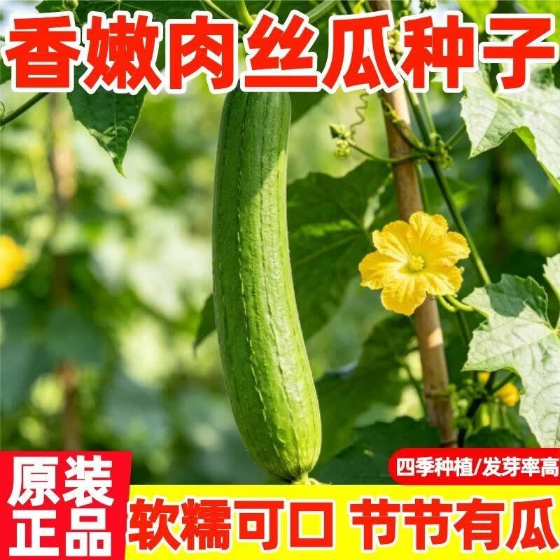 正宗肉丝瓜种子高产早熟瓜种子四季香丝瓜阳台易活清香瓜果蔬菜籽