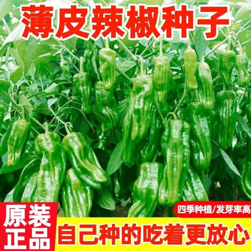 薄皮辣椒王辣椒种子四季盆栽线椒朝天椒青椒甜椒螺丝椒小米辣椒